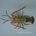 High Quality Fashion Cute Lobster Toys